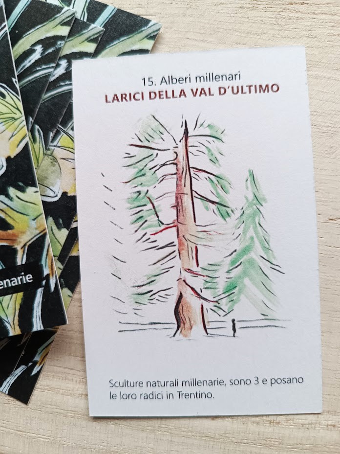 Alberi millenari | Larici della Val d'Ultimo