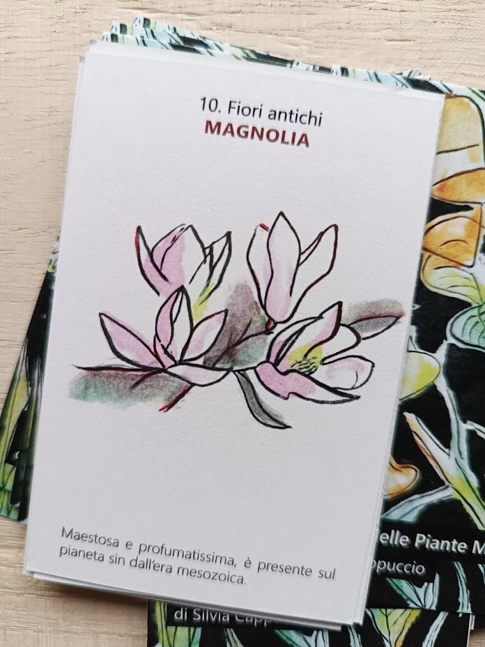 Fiori antichi | Magnolia